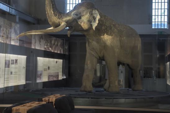 Museum Pfännerhall: rekonstruiertes Mammut aus Funden im Tagebau