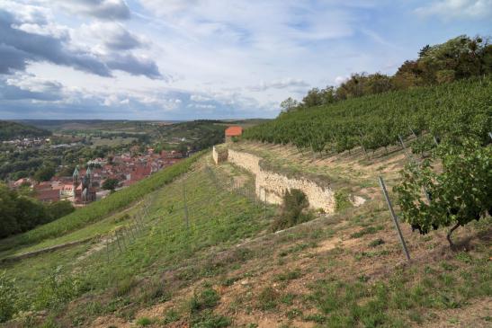 Blick vom Weinberg ins Unstrut Tal mit Freyburg