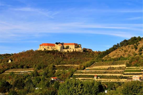 Kurfürstlicher Weinberg - Schloss Neuenburg