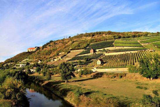 Kurfürstlicher Weinberg über der Unstrut bei Freyburg