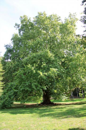 Platane im Klostergarten (ca. 200 Jahre alt)