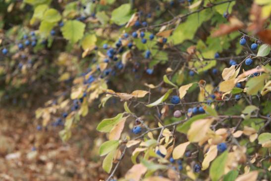 Beeren am See